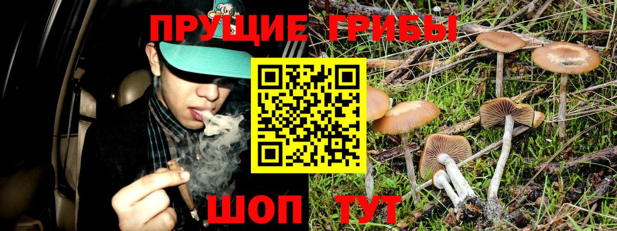 Галлюциногенные грибы Cubensis Барабинск